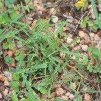 Chamaecrista mimosoides (L.) Greene